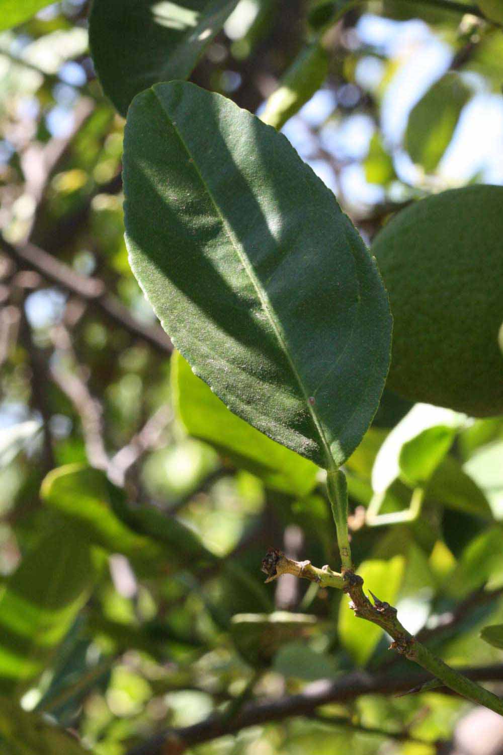              Unifoliolate leaf of  Citrus macrophylla             (Riverside, CA)       